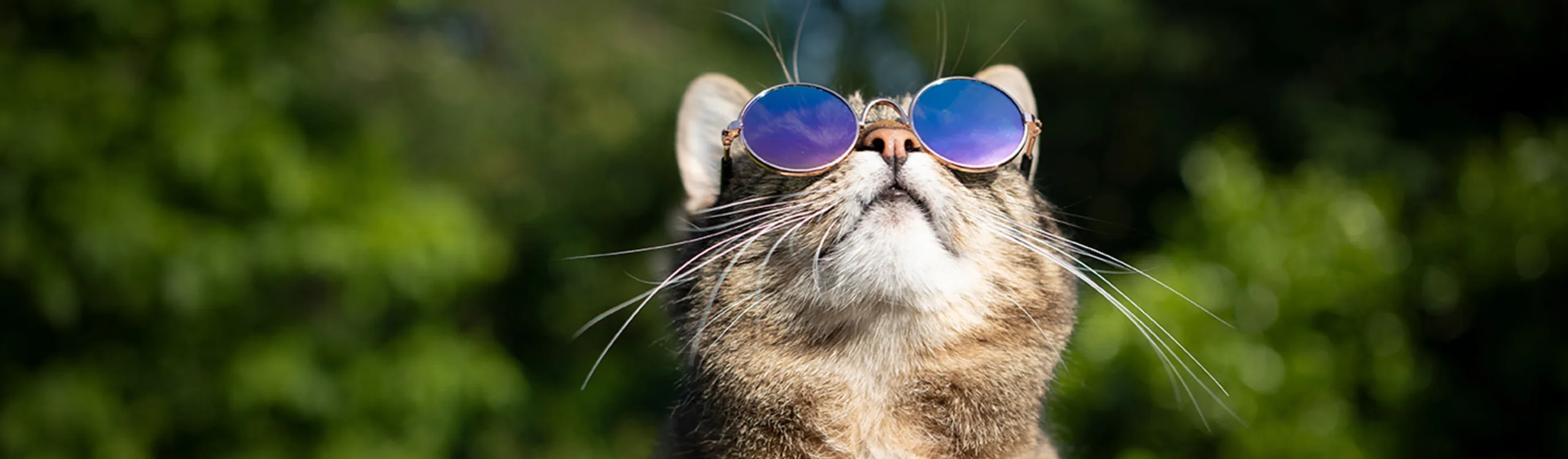 Cat looking up with sunglasses outdoors